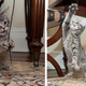 Illustration for article titled Why Is the Canadian Prime Minister Posting Cat Pictures On Google+?